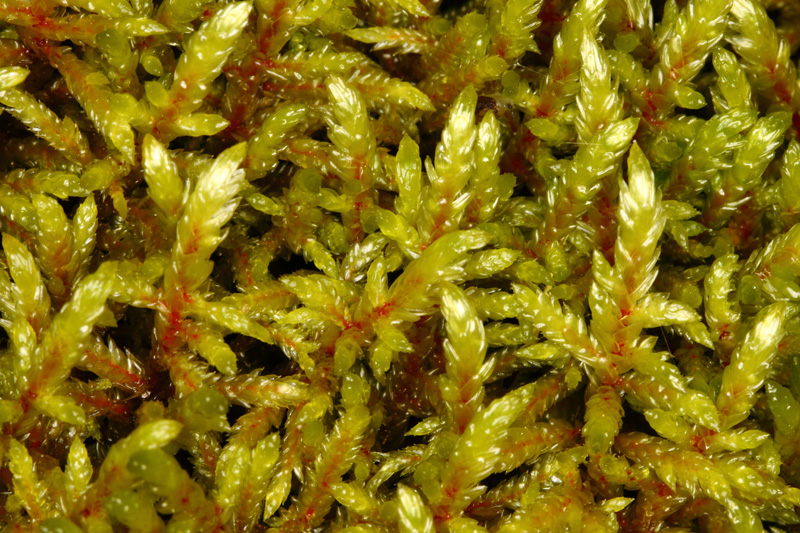 Pleurozium schreberi